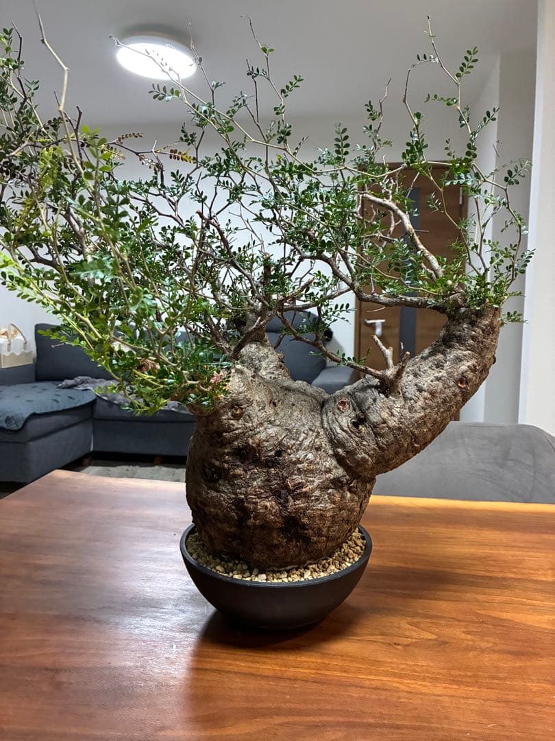 オペルクリカリア パキプス　発根済み　まん丸スペシャル株