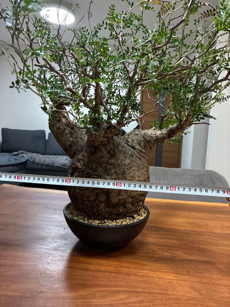 オペルクリカリア パキプス　発根済み　まん丸スペシャル株