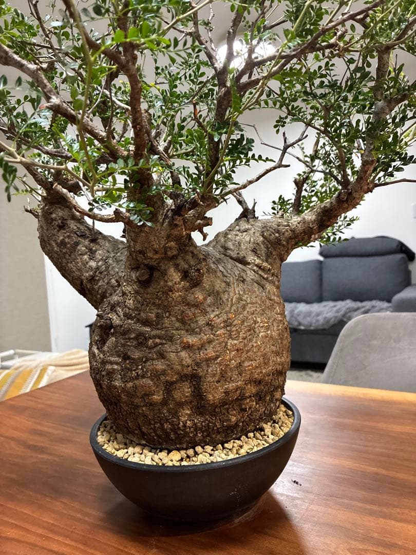 オペルクリカリア パキプス　発根済み　まん丸スペシャル株