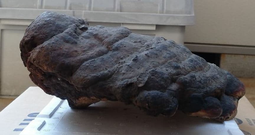 観賞用 さるのこしかけ 2.2キロ 白山 天然物 万年茸 サルノコシカケ 霊芝