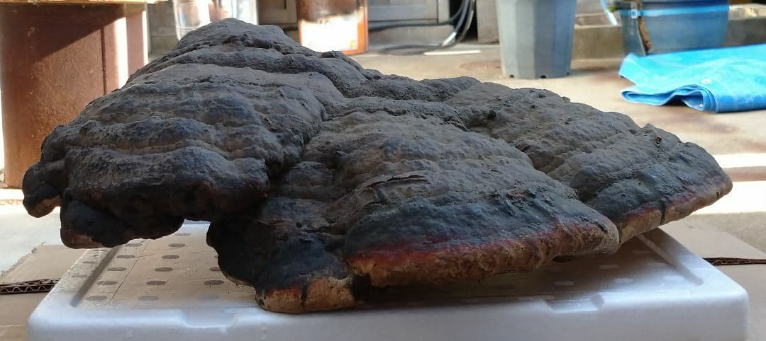 観賞用 さるのこしかけ 2.2キロ 白山 天然物 万年茸 サルノコシカケ 霊芝