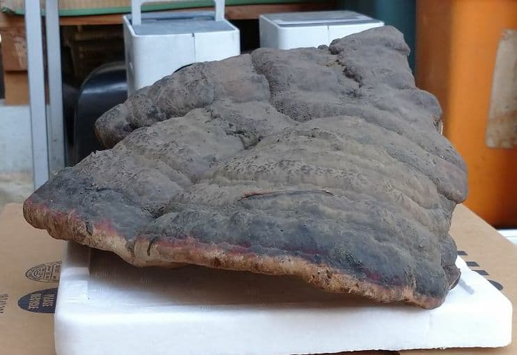 観賞用 さるのこしかけ 2.2キロ 白山 天然物 万年茸 サルノコシカケ 霊芝