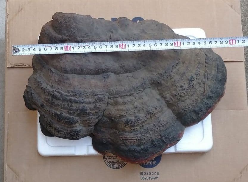 観賞用 さるのこしかけ 2.2キロ 白山 天然物 万年茸 サルノコシカケ 霊芝