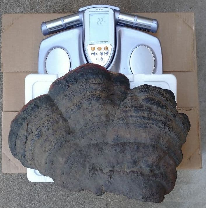 観賞用 さるのこしかけ 2.2キロ 白山 天然物 万年茸 サルノコシカケ 霊芝