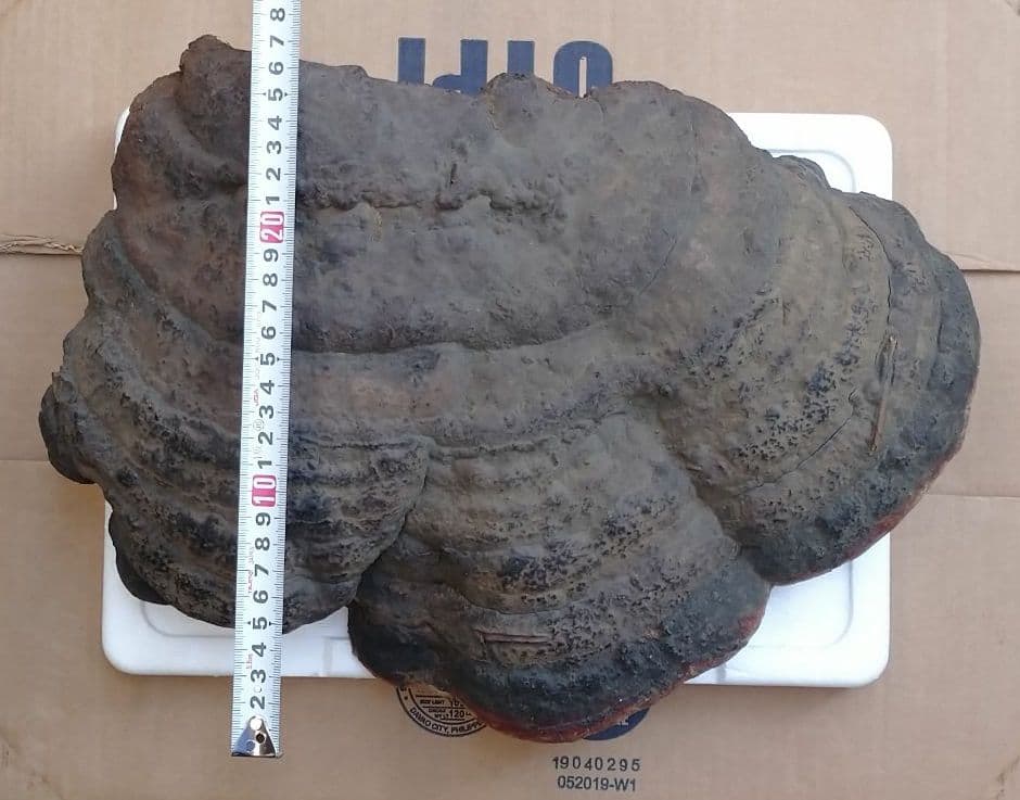 観賞用 さるのこしかけ 2.2キロ 白山 天然物 万年茸 サルノコシカケ 霊芝