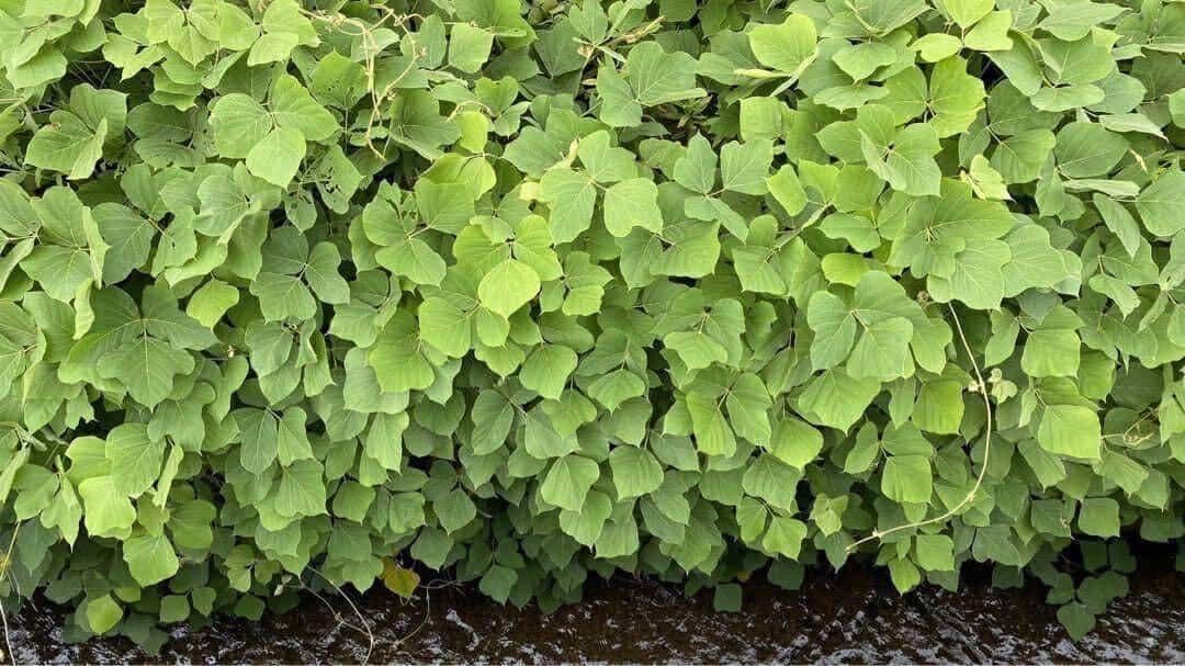 KUZU-63 葛糸*3kg　撚り糸　手編み手織り用糸