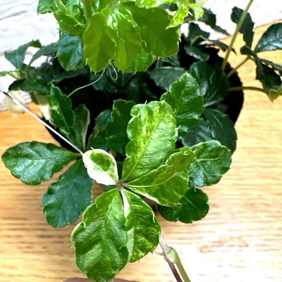 現品】レア♡斑入り♡シュガーパイン♡3号♡ポットごと宅急便