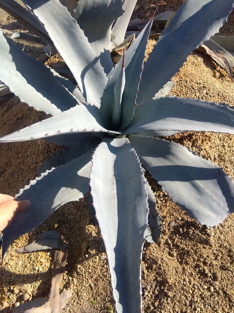 アガベ　フランゾシニー　大株カキコ❗