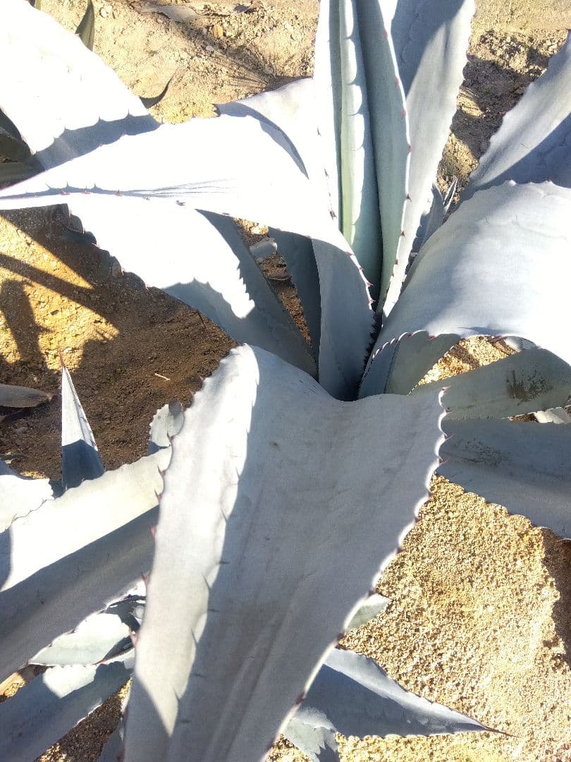 アガベ　フランゾシニー　大株カキコ❗