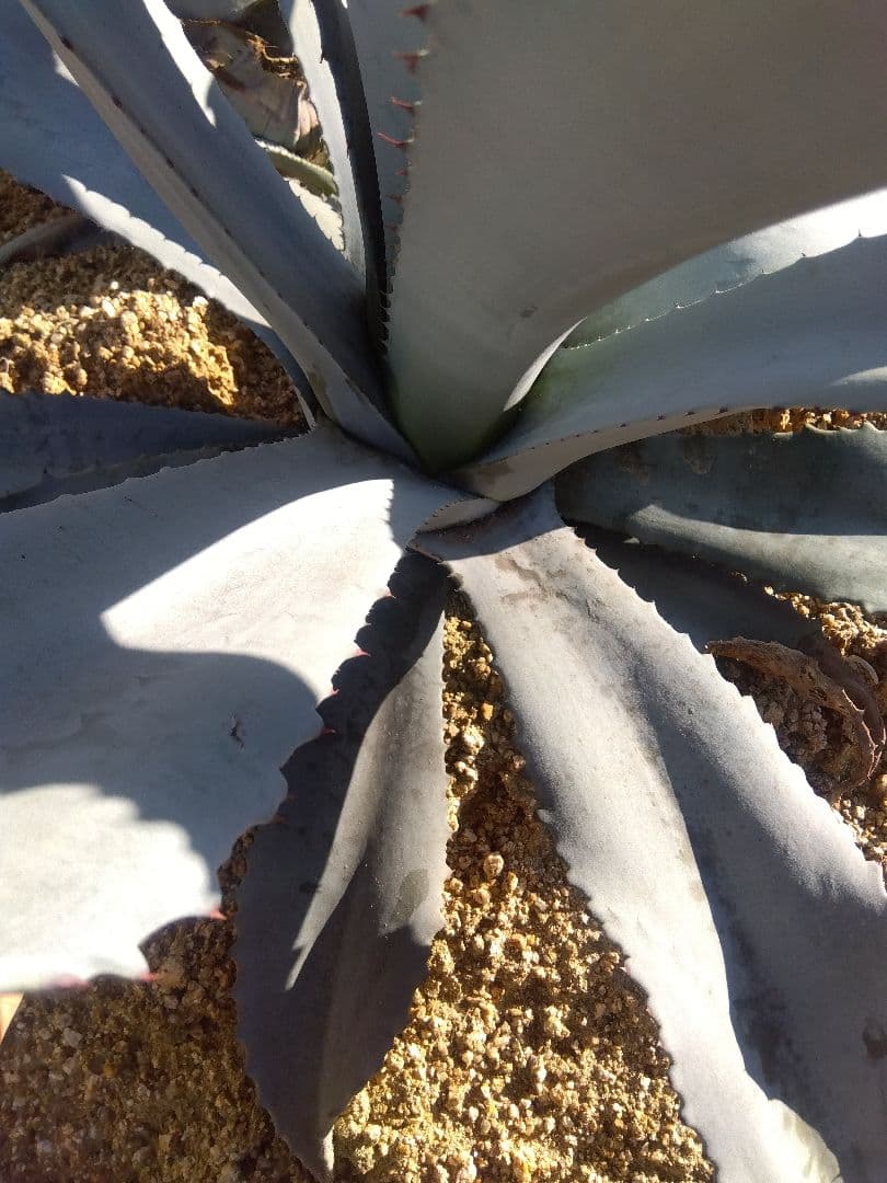 アガベ　フランゾシニー　大株カキコ❗