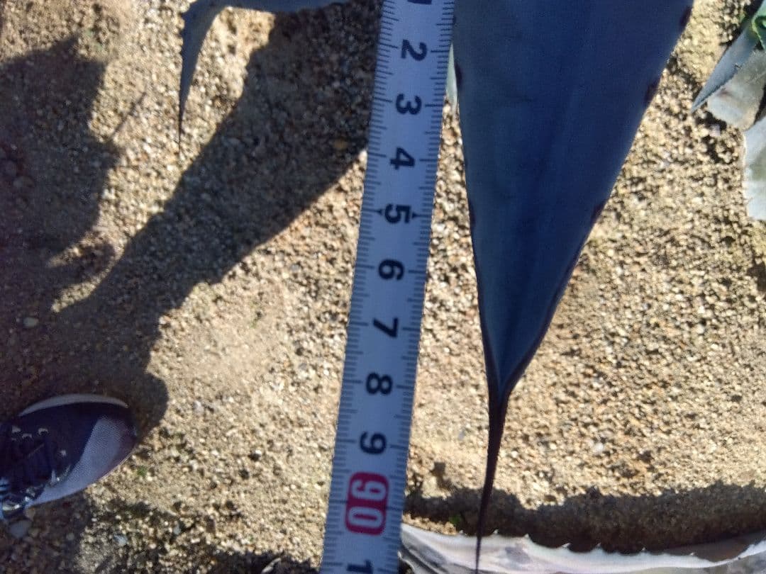 アガベ　フランゾシニー　大株カキコ❗