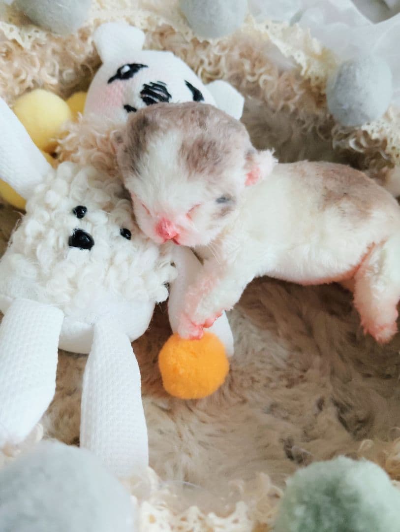 ママ募集❤生後１日子猫ちゃん♡バスケットとクマたん♡アートドール♡ぬいぐるみ♡