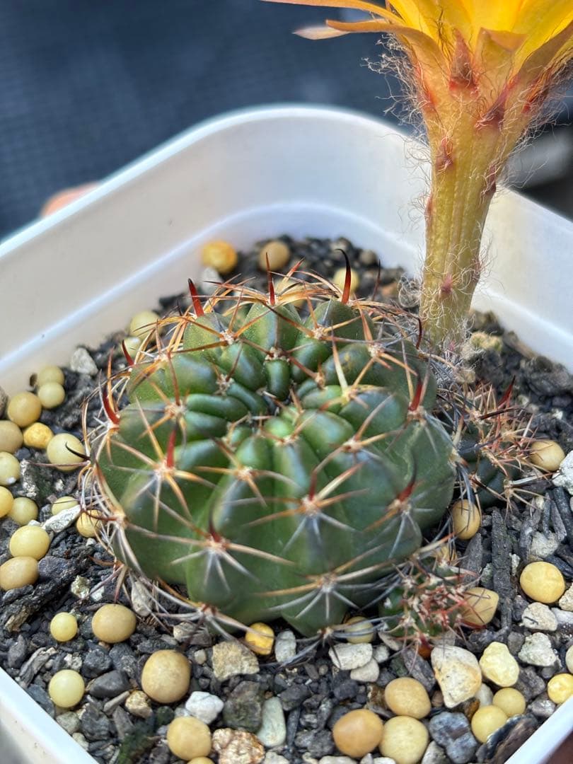 多肉植物　花サボテン　ロビビア属　L-33