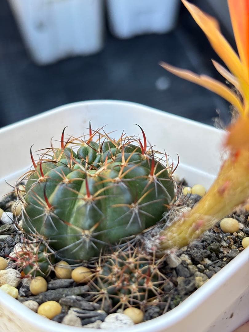 多肉植物　花サボテン　ロビビア属　L-33