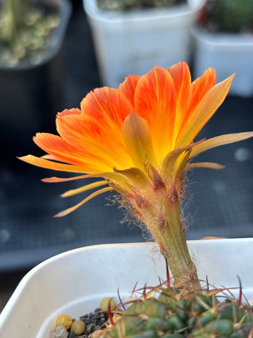 多肉植物　花サボテン　ロビビア属　L-33