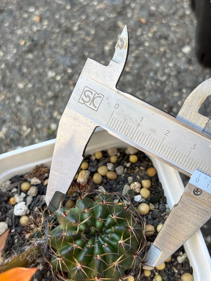 多肉植物　花サボテン　ロビビア属　L-33