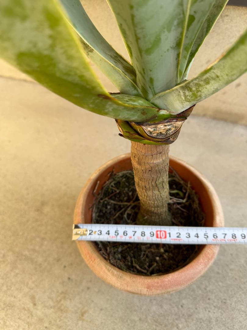 アガベ アテナータ ボーチンブルー / 子株あり 大株 多肉 希少 レア