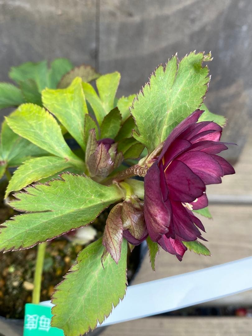 紅 大木ナーセリー - メルカリ