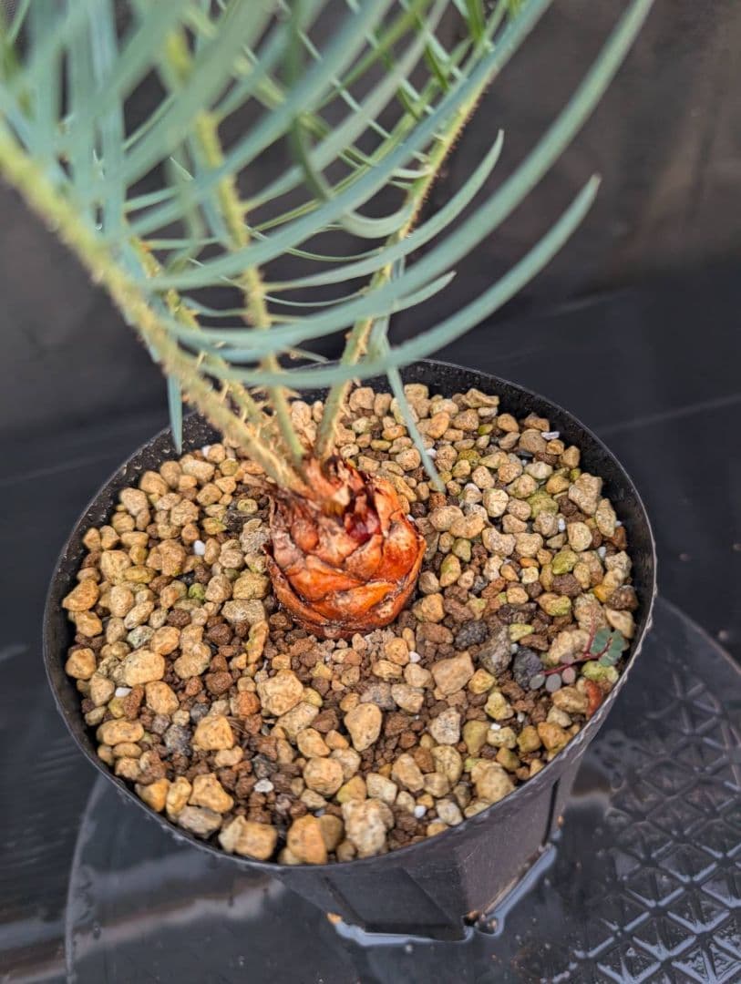 決算創業祭 お買い得 サイカスカイルンシアナ 3