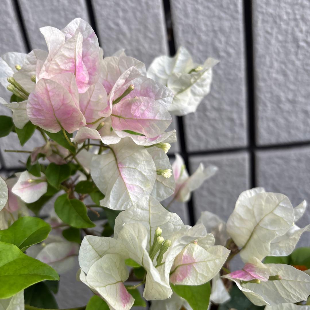 ブーゲンビリア苗 ホワイト少しピンク - メルカリ