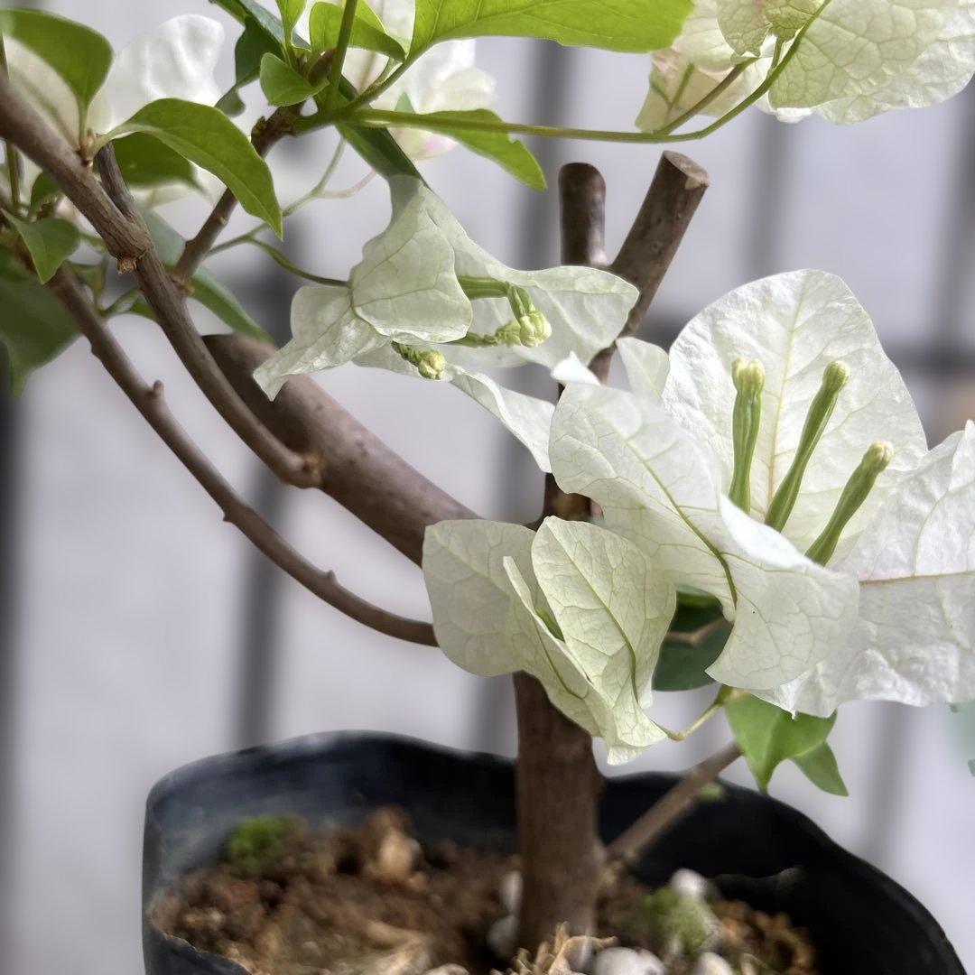 ブーゲンビリア苗 ホワイト少しピンク - メルカリ