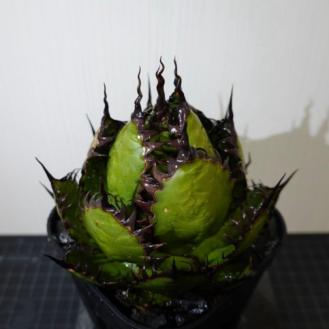 【現物出品】2121 【鉢のまま発送】 アガベ ホリダ