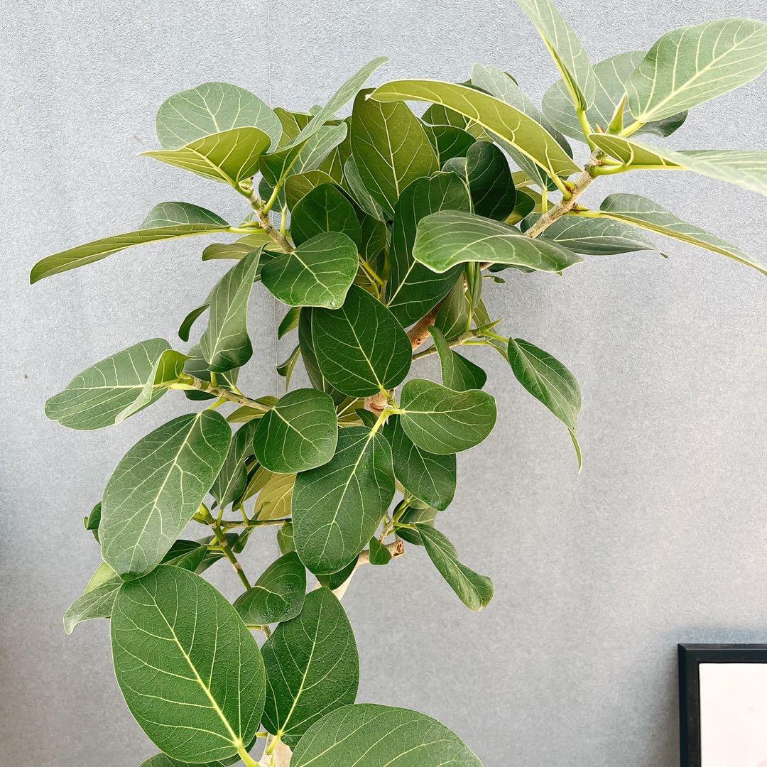 現品］16番 フィカスベンガレンシス 曲がり 8号 観葉 室内 大型 幹太