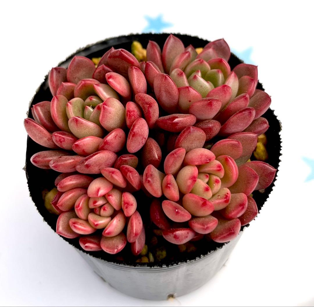 多肉植物 ピンクルルビー 抜き苗 - メルカリ