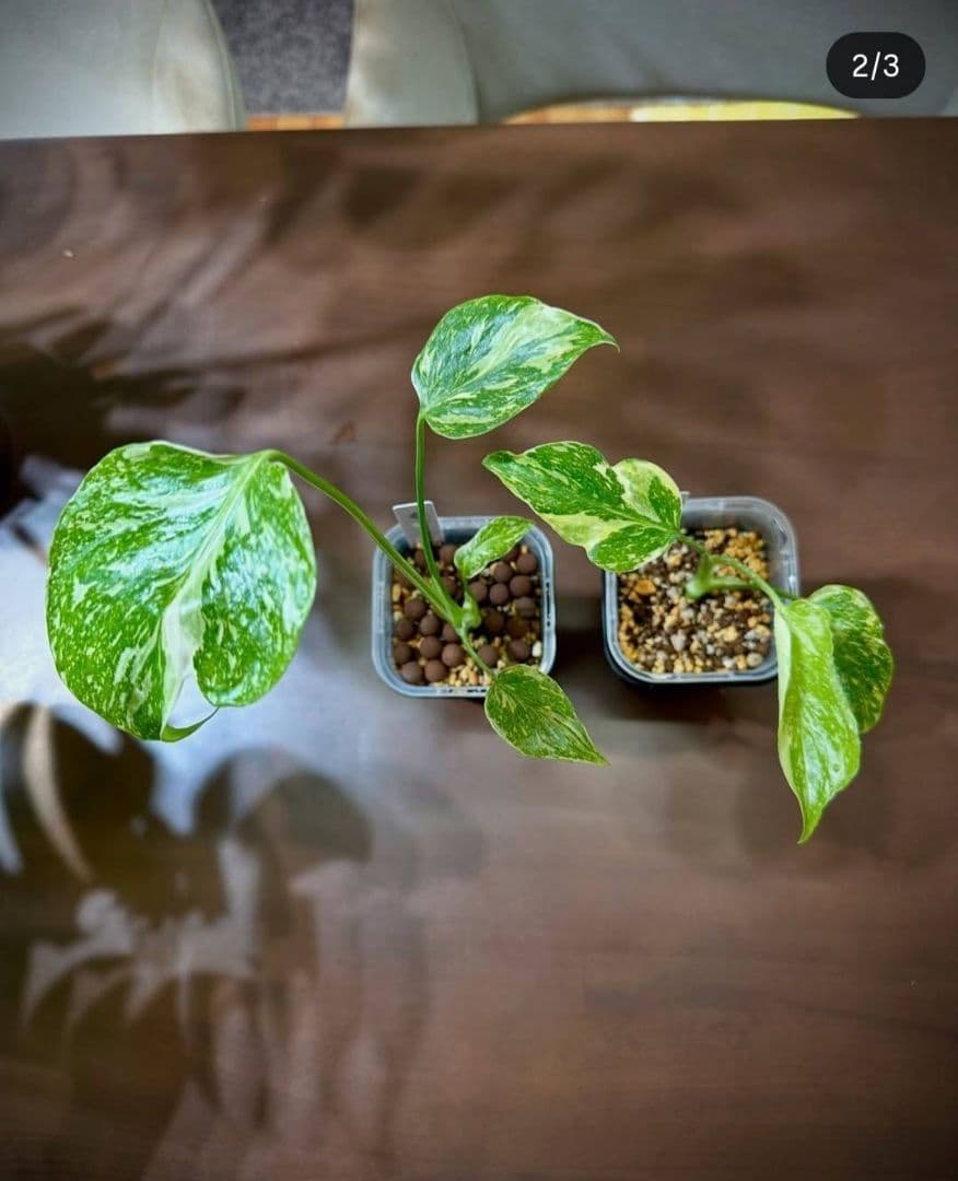 奇跡の天然鉱石「ぐんぐん玉」観葉植物用です。 - メルカリ