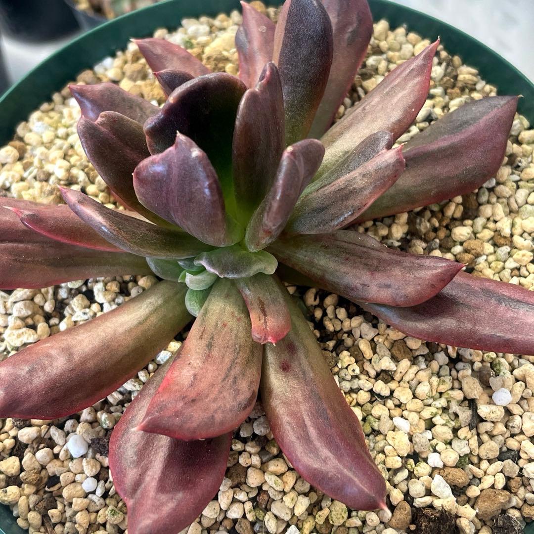 コノフィツムroodiae sanguineum Garies脱皮後7頭になる