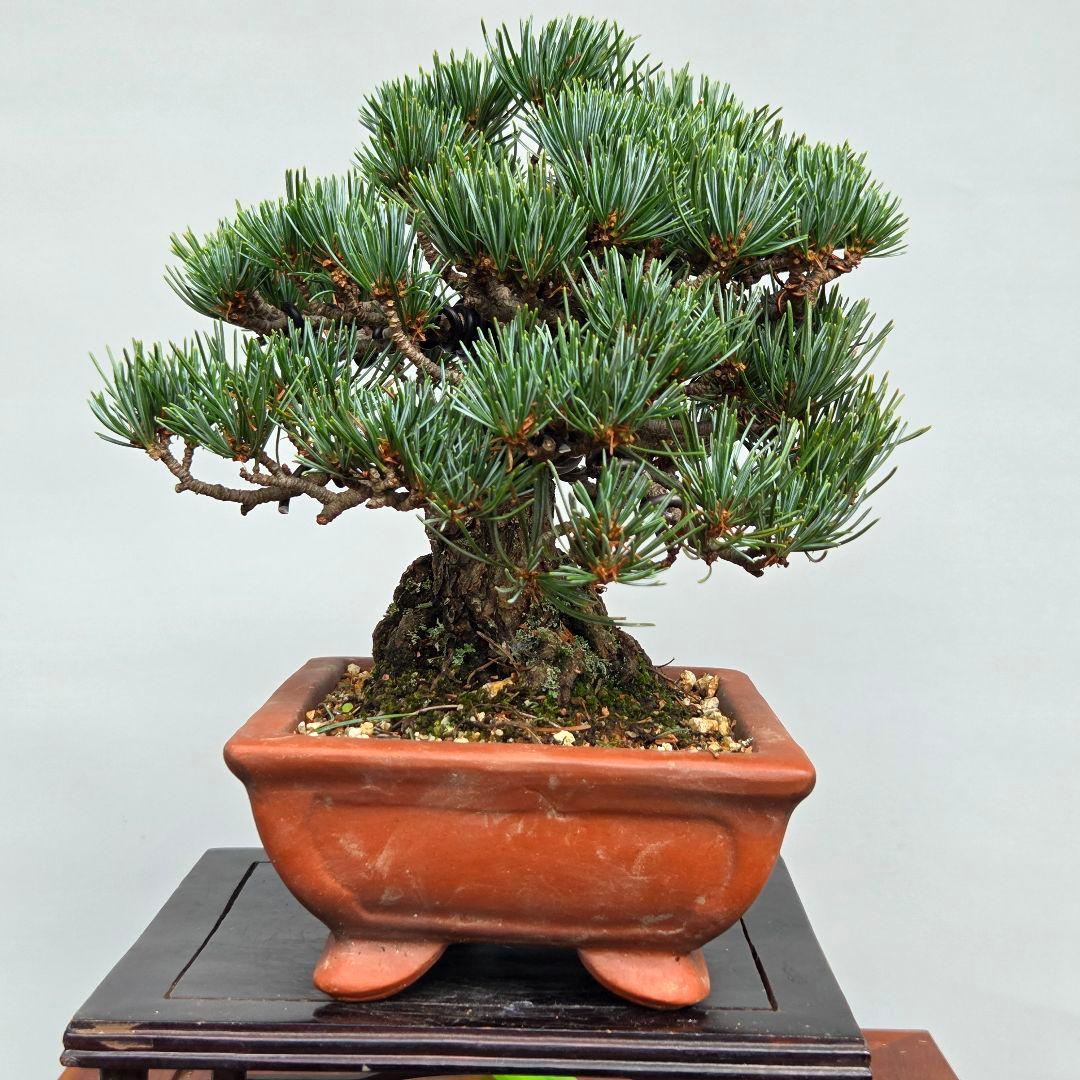 宮島五葉松　　[模様木]　小品盆栽