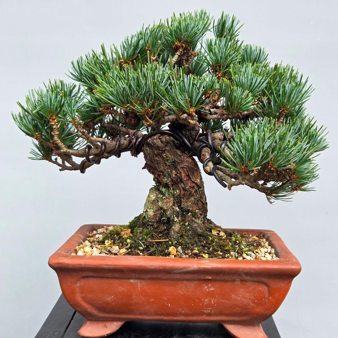 宮島五葉松　　[模様木]　小品盆栽