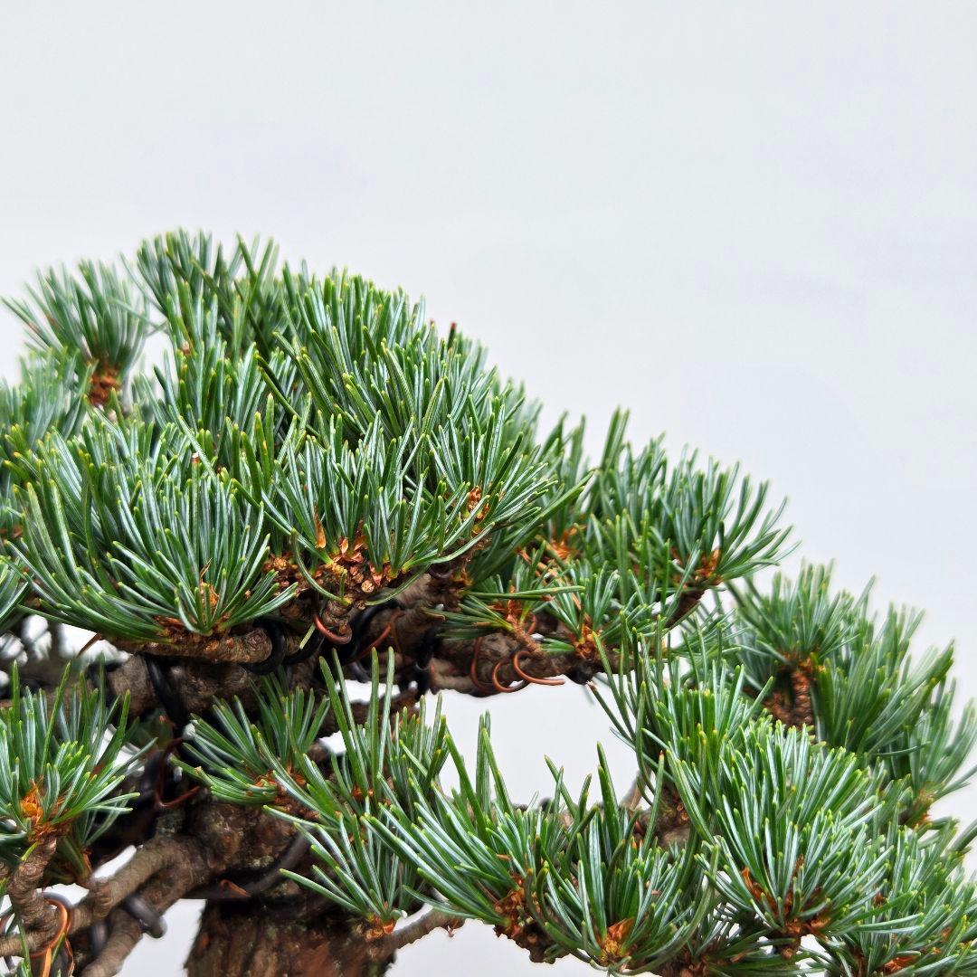 宮島五葉松　　[模様木]　小品盆栽