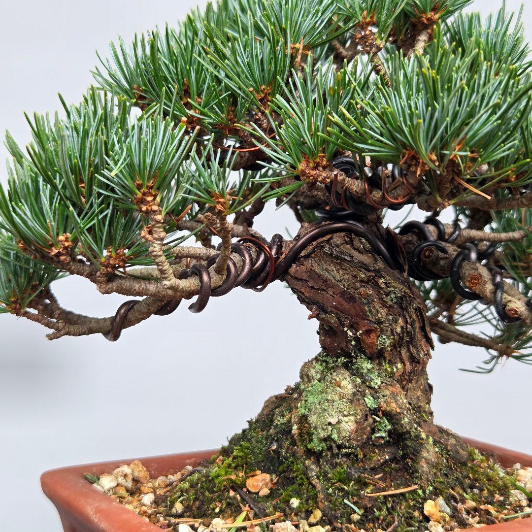 宮島五葉松　　[模様木]　小品盆栽