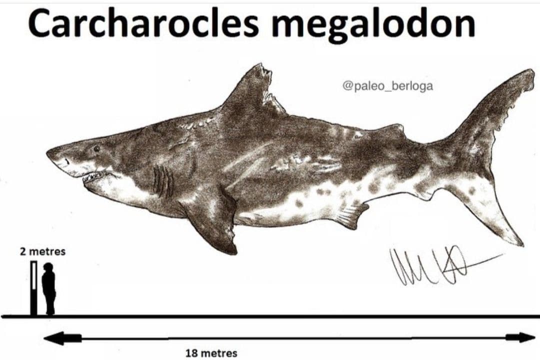 サメ　歯化石　メガロドン　USA　完全体　美麗