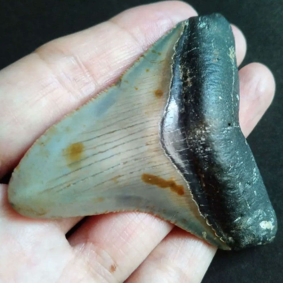 サメ　歯化石　メガロドン　USA　完全体　美麗