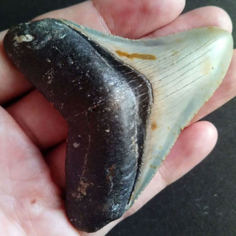 サメ　歯化石　メガロドン　USA　完全体　美麗