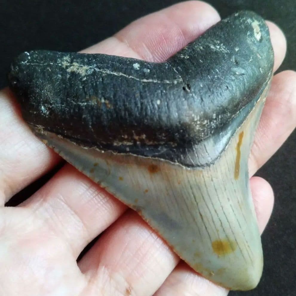 サメ　歯化石　メガロドン　USA　完全体　美麗