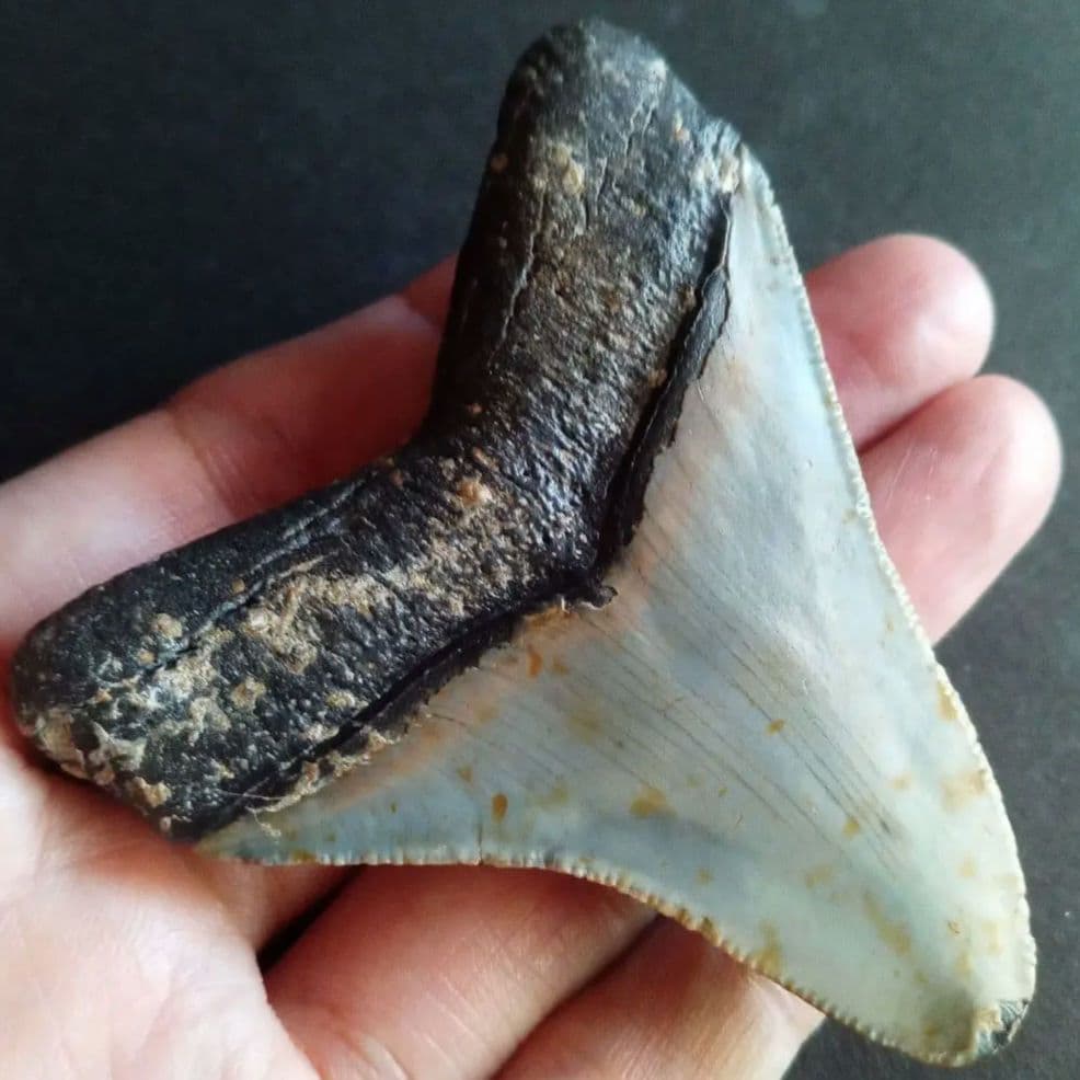 サメ　歯化石　メガロドン　USA　完全体　美麗