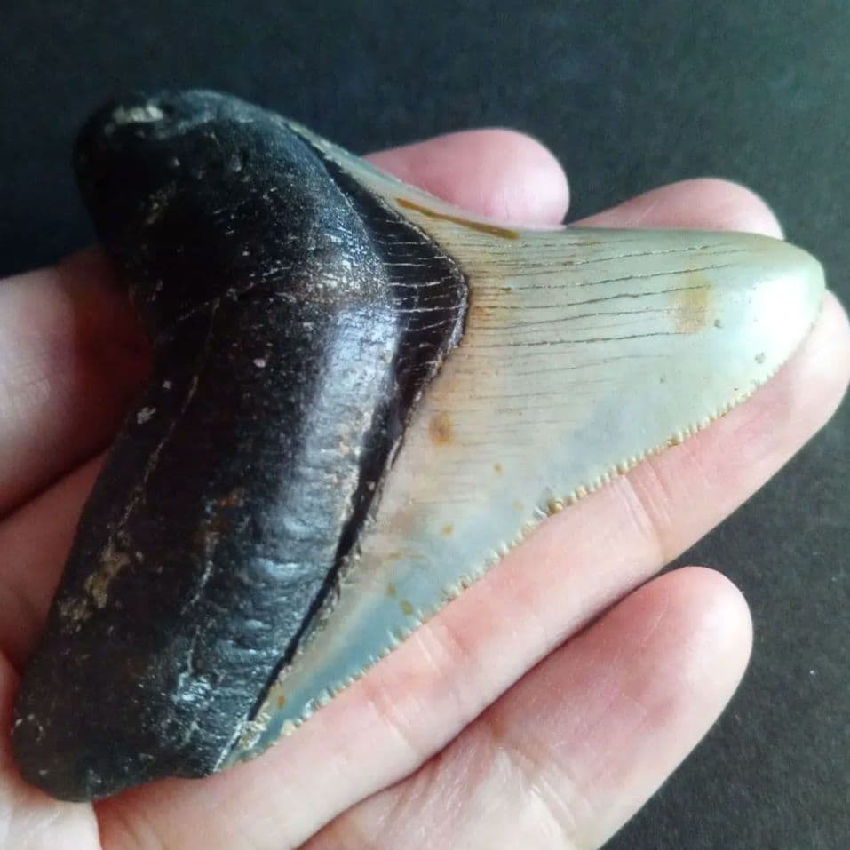 サメ　歯化石　メガロドン　USA　完全体　美麗