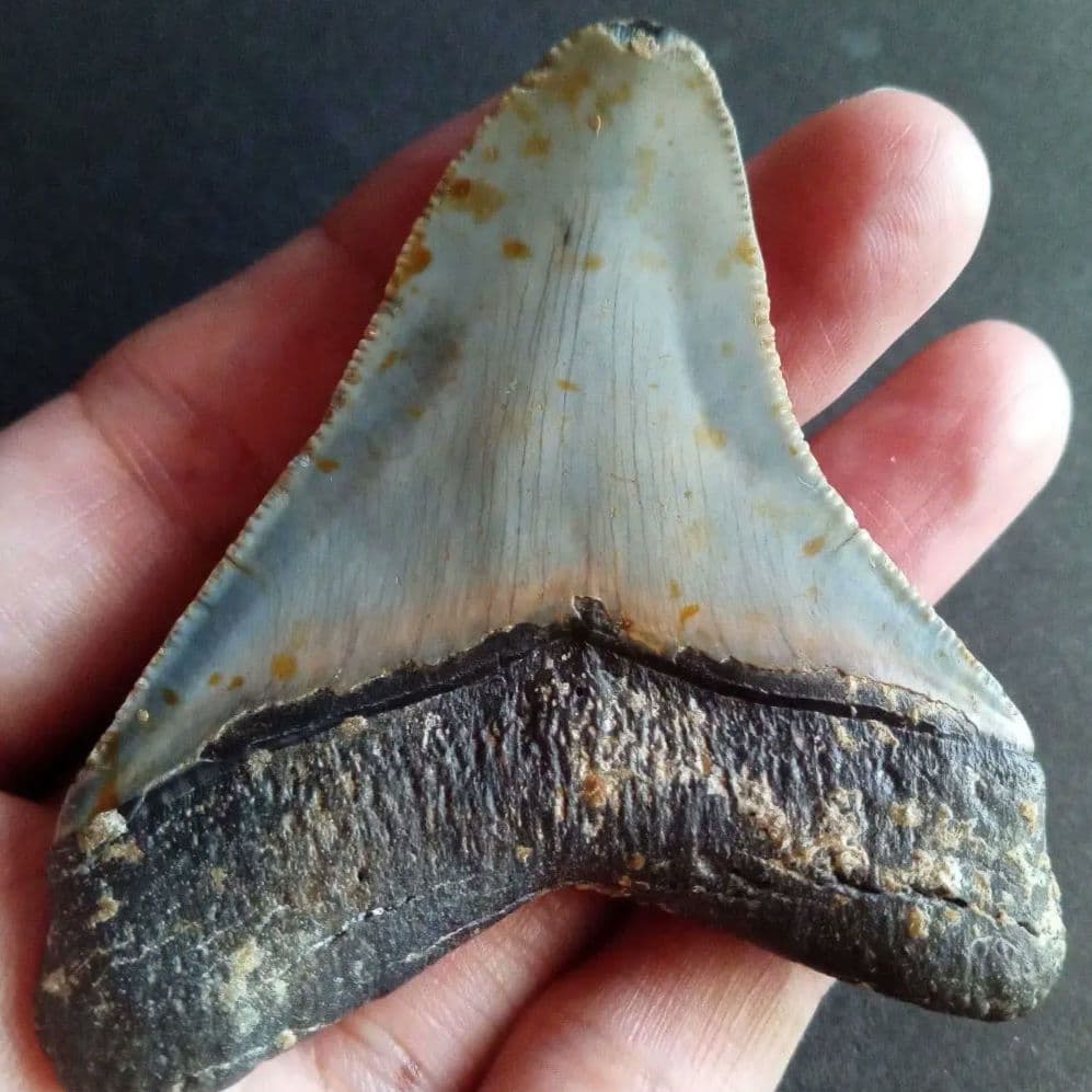 サメ　歯化石　メガロドン　USA　完全体　美麗