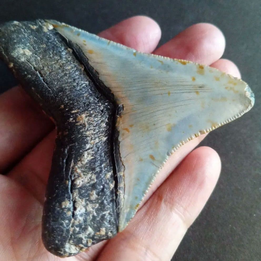 サメ　歯化石　メガロドン　USA　完全体　美麗