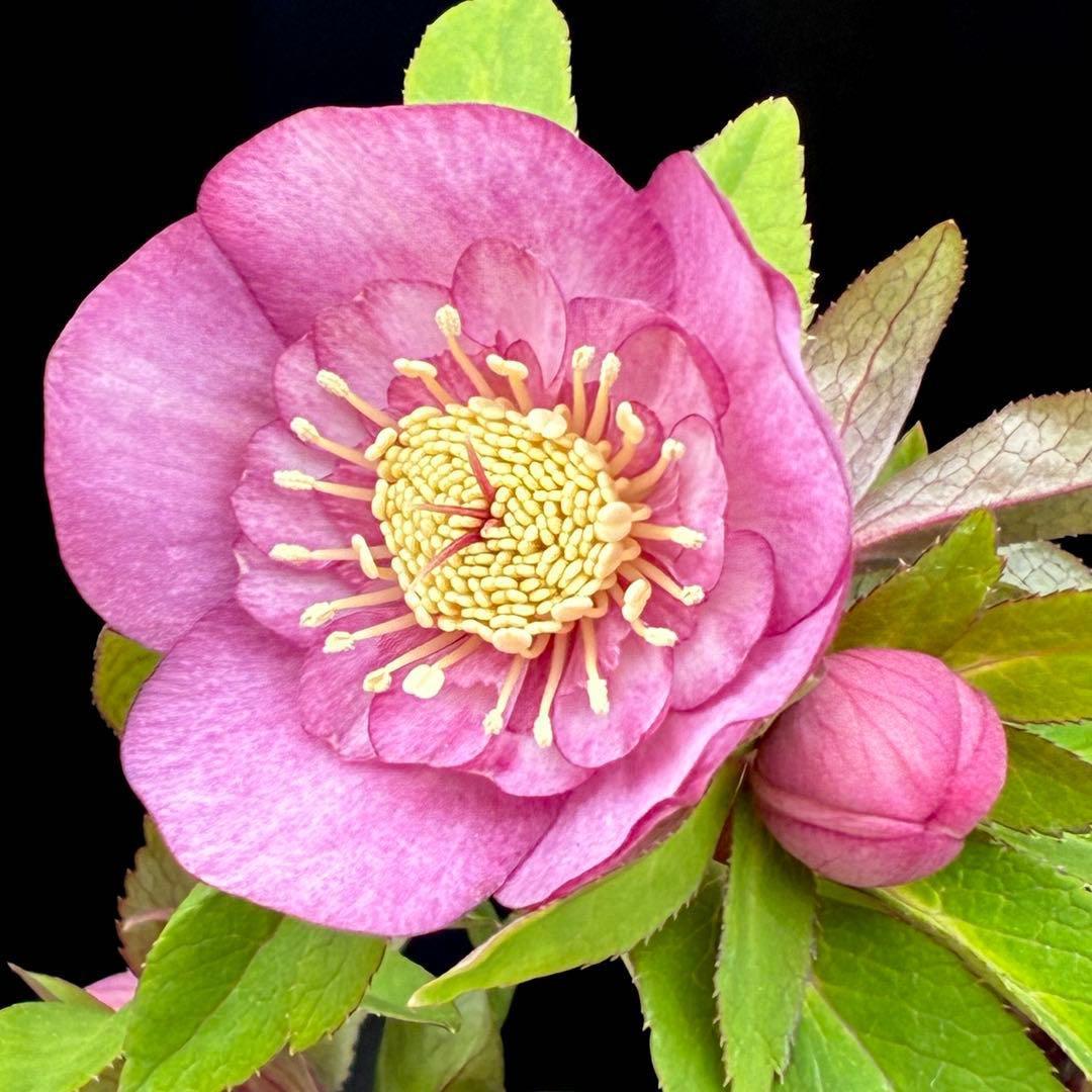 A*️様 3587☘️蕾花付き☘️極上☘️7号☘️⭐️SD⭐️ピンクオーレア⭐️