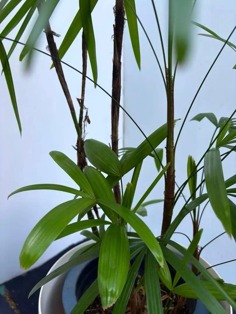 美品‼️《特大》シュロチク　棕櫚竹