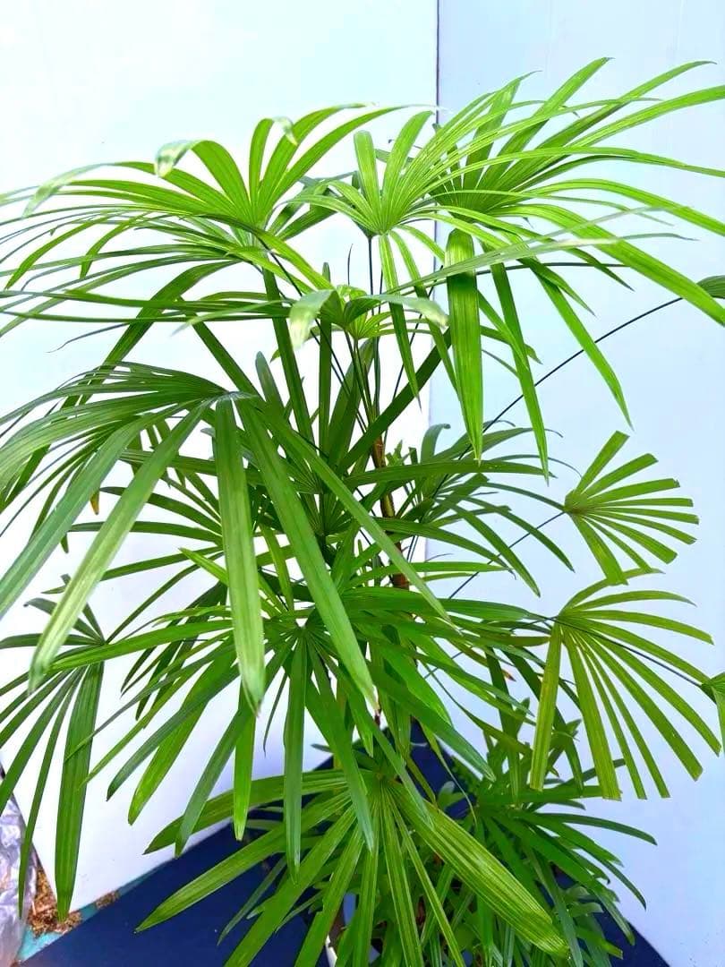 美品‼️《特大》シュロチク　棕櫚竹