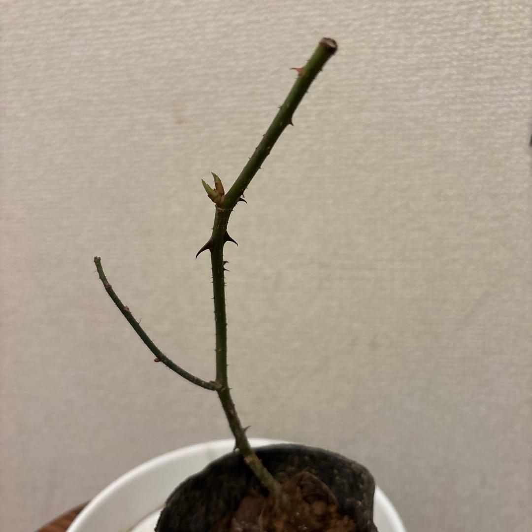 ヒストリカル♡レア品種 イングリッシュ