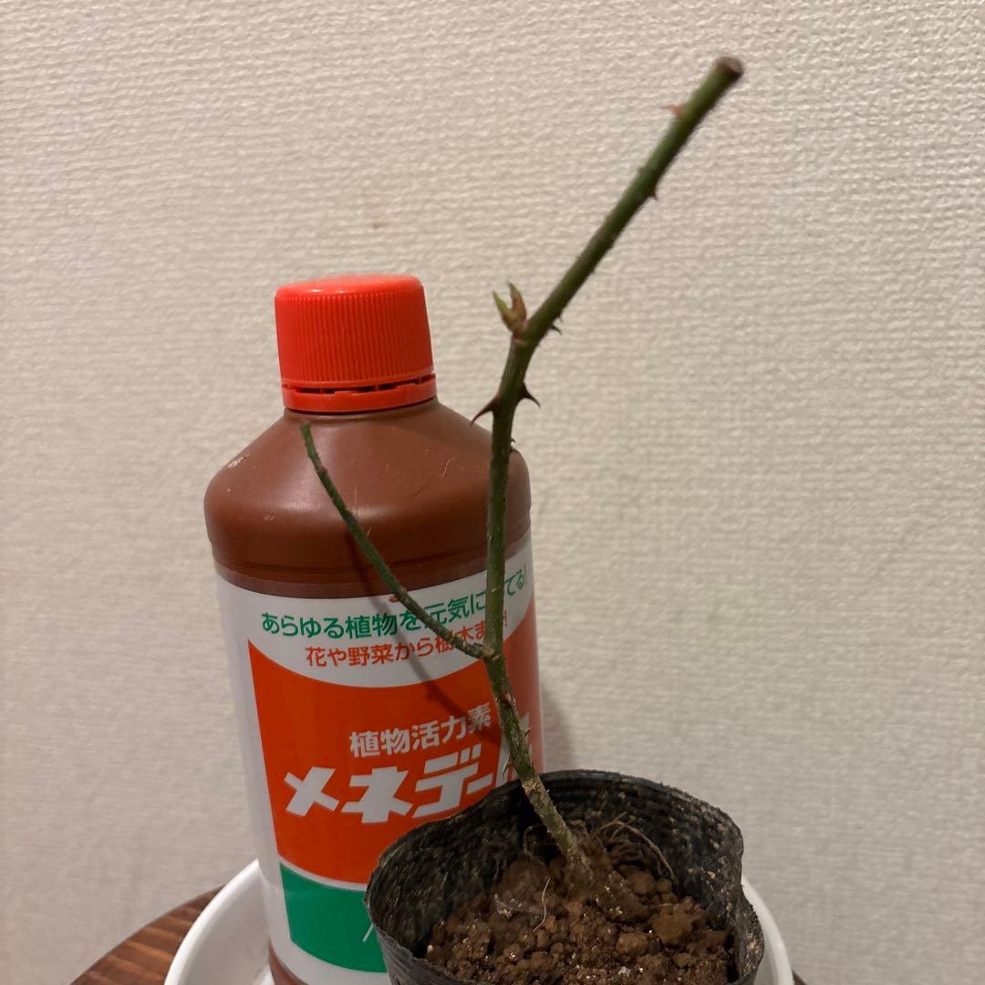 ヒストリカル♡レア品種 イングリッシュ