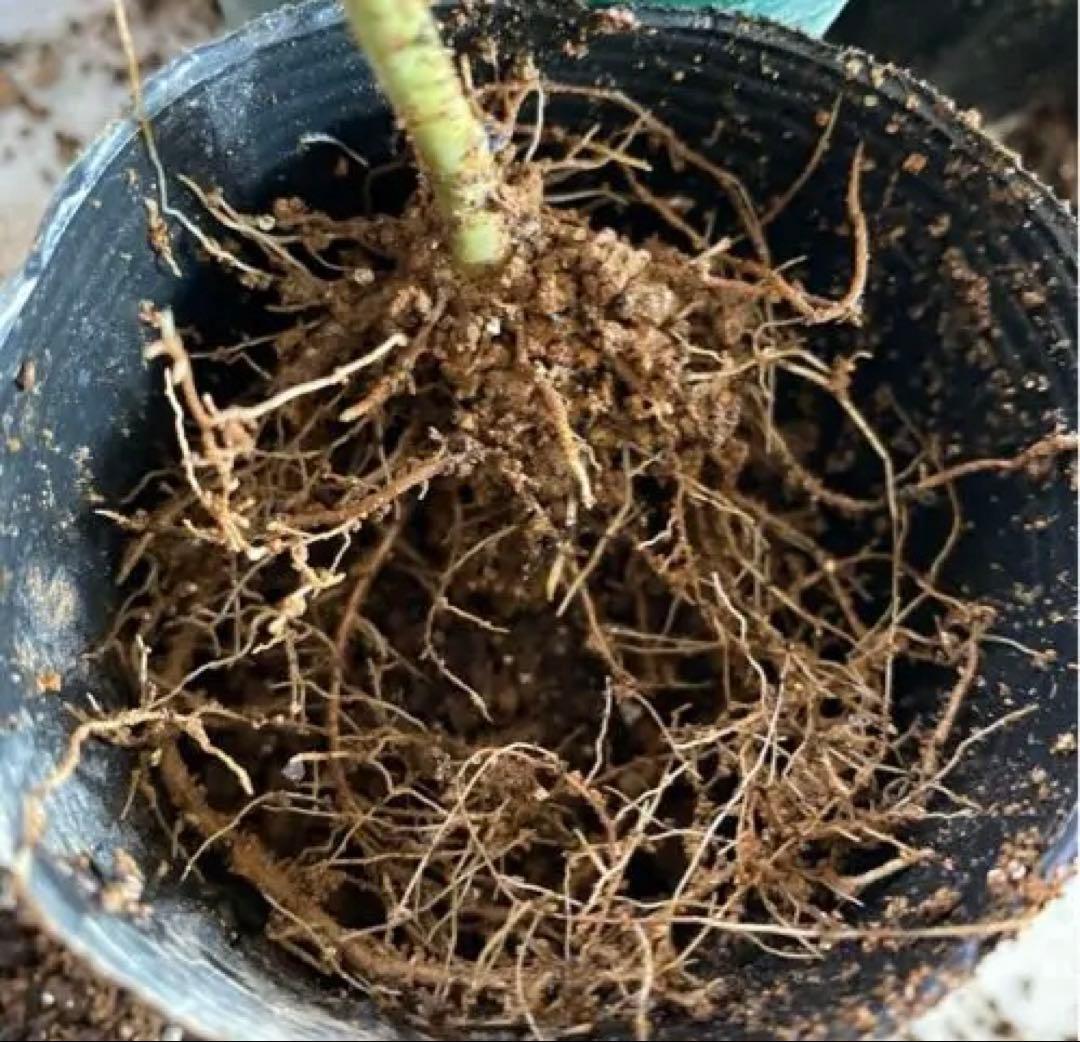 ヒストリカル♡レア品種 イングリッシュ