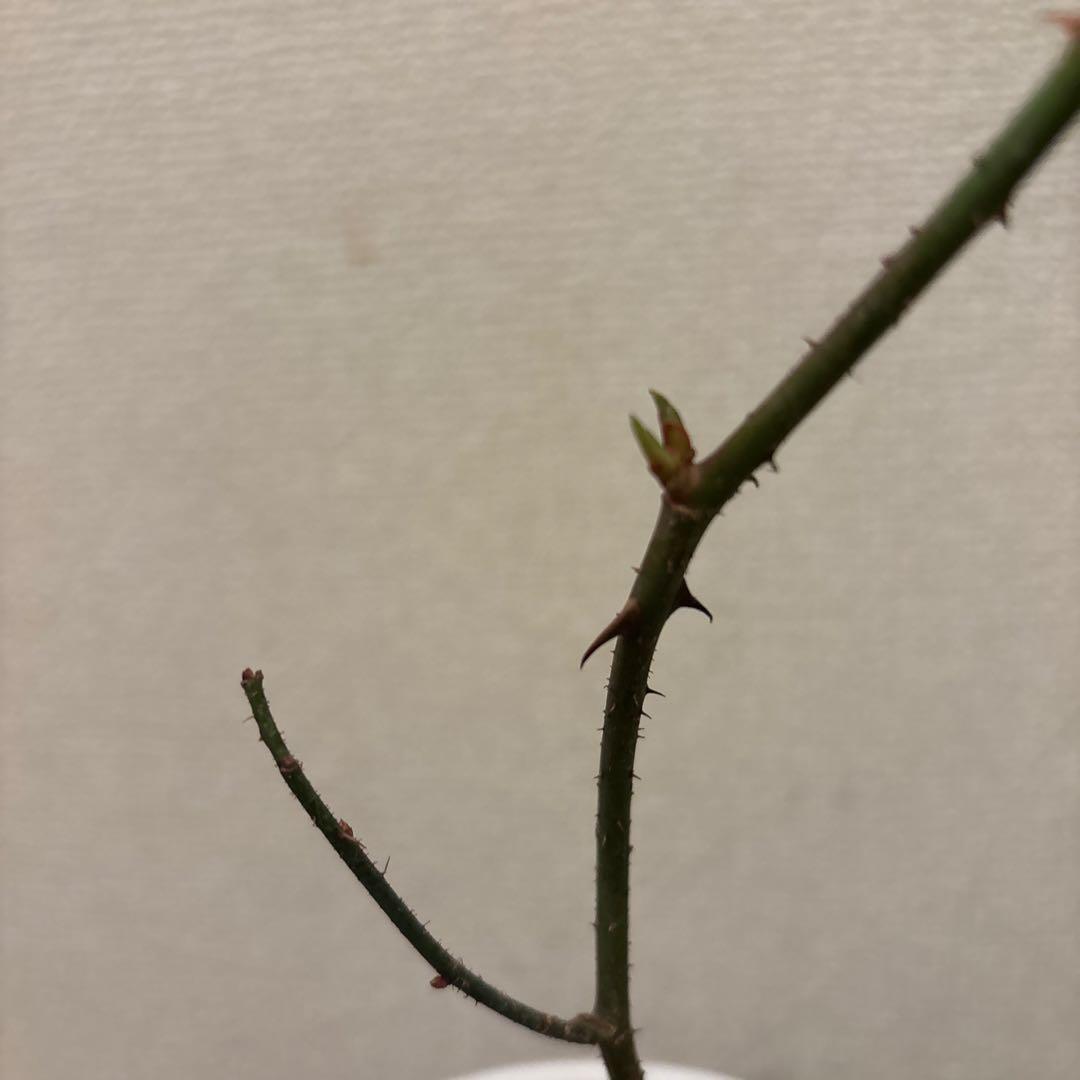 ヒストリカル♡レア品種 イングリッシュ