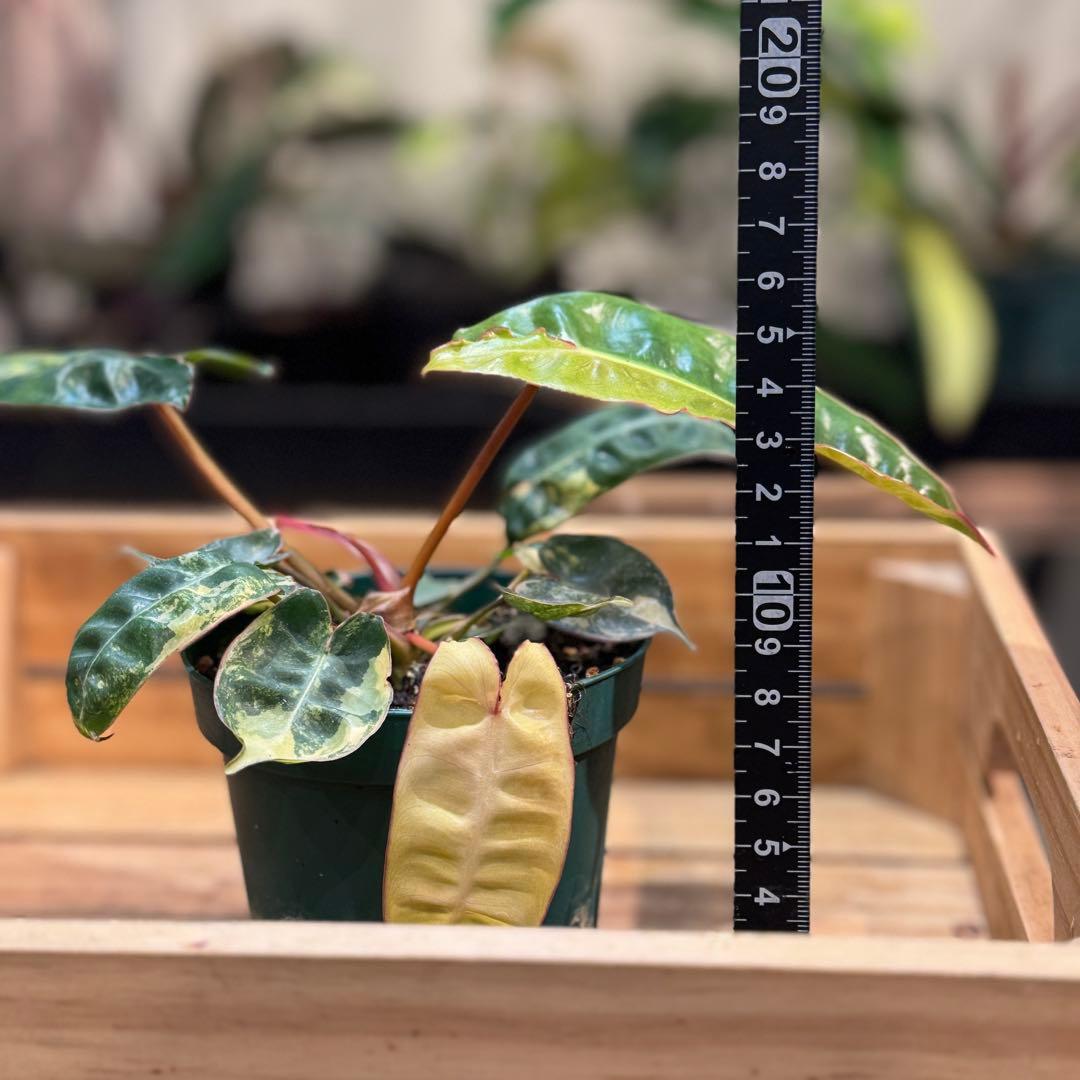 さ**様 26 フィロデンドロン　ビレッタエ　ビレッティア　斑入り　美斑